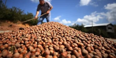 fındık_1