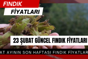 23 Şubat 2026 Pazartesi güncel Fındık Fiyatları