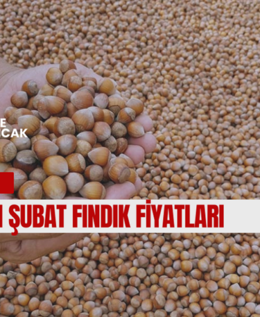11 ŞUBAT ÇARŞAMBA GÜNCEL FINDIK FİYATLARI