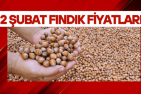 FINDIK FİYAT MANŞ