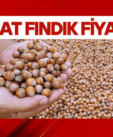 FINDIK FİYAT MANŞ