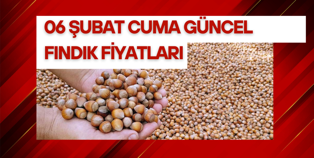 06 Şubat 2026 Cuma Güncel Fındık Fiyatları
