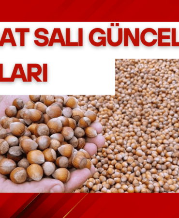 3 Şubat Salı Güncel Fındık Fiyatları