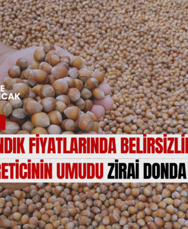 Fındık Fiyatlarında Belirsizlik: Üreticinin Umudu Zirai Donda mı?