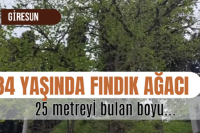 Giresun'da Yükselen Bir Doğa Harikası: 84 Yıllık ve 25 Metre Boyundaki Rekor Fındık Ağacı