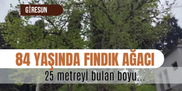 Giresun'da Yükselen Bir Doğa Harikası: 84 Yıllık ve 25 Metre Boyundaki Rekor Fındık Ağacı