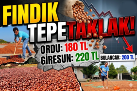 fındık fiyatları