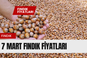 FINDIK FİYATLARI