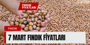 FINDIK FİYATLARI