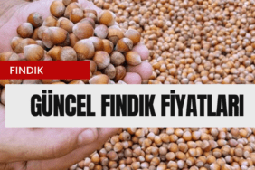 Fındık Fiyatları