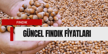 Fındık Fiyatları