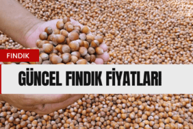 Fındık Fiyatları