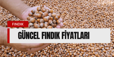 Fındık Fiyatları