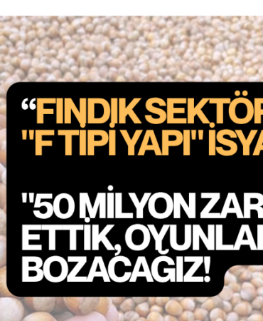 şahinler fındık