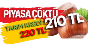 FINDIK FİYATLARI