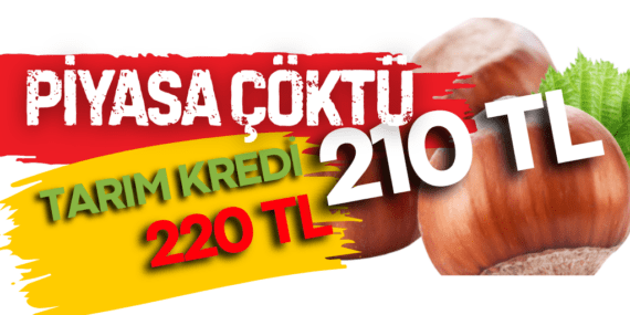 Fındık Piyasası çöktü…