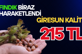 FINDIK FİYATLARI (1)