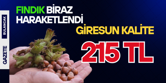 Üretici Bahçede, Gözü Piyasada: Fındıkta Maliyet Katlandı, Fiyat Geçen Yılın Gerisine Düştü!