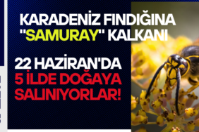 samuray arısı (1)