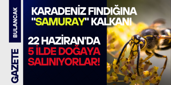 Karadeniz Fındığına “Samuray” Kalkanı: 22 Haziran’da 5 İlde Doğaya Salınıyorlar!