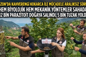 trabzon kokarca
