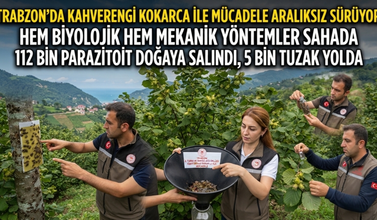 trabzon kokarca